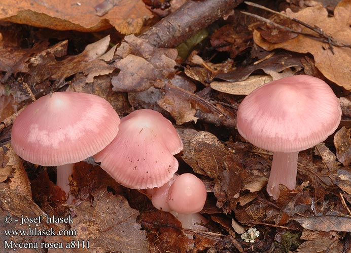 Mycena rosea Helmovka narůžovělá Rosa rättikhätta