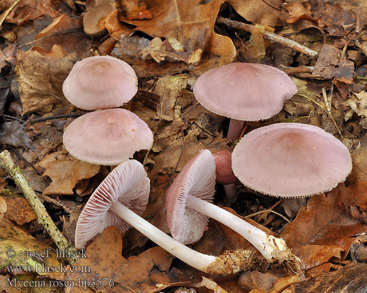 Rosy Bonnet Rosa huesvamp Rusohiippo Mycène rosé