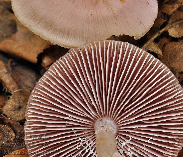 Mycena_rosea_bp3582