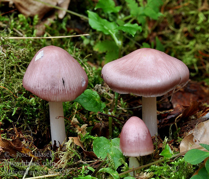 Rosy Bonnet Helmovka narůžovělá