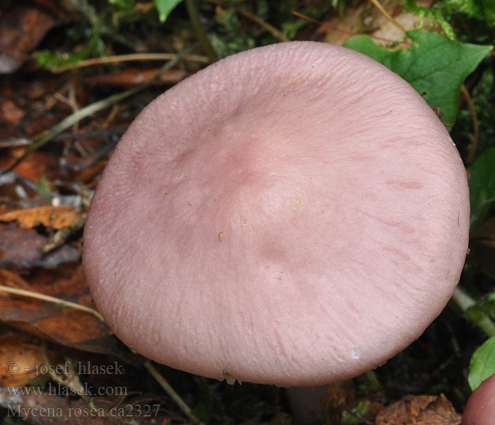 Mycène rosé Mycena rosea