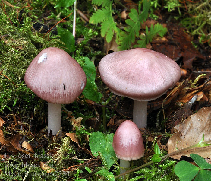 Helmovka narůžovělá Mycena rosea