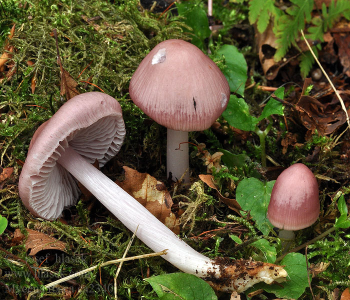 Heksenschermpje Mycena rosea