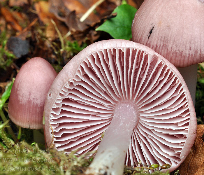 Grzybówka różowa Mycena rosea