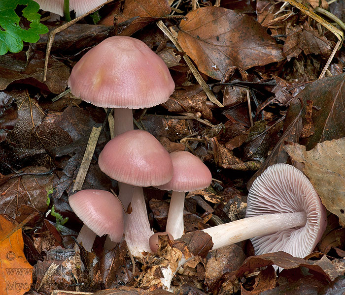 Helmovka narůžovělá Mycena rosea