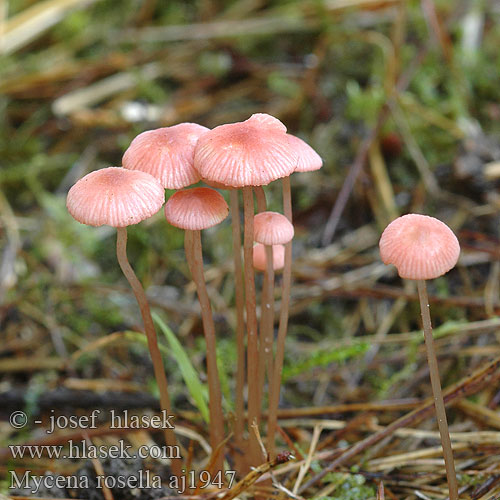 Mycena rosella aj1947