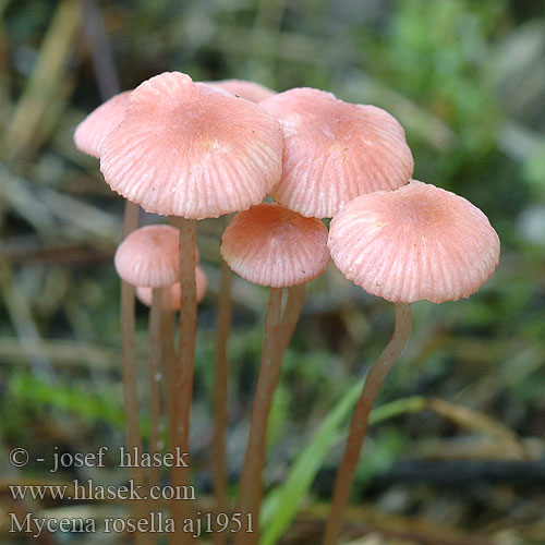 Mycena rosella Grzybówka różowawa Rosenhätta Helmovka růžová