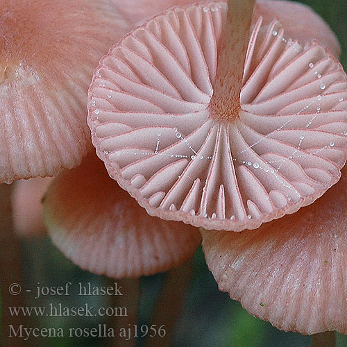 Mycena rosella aj1956