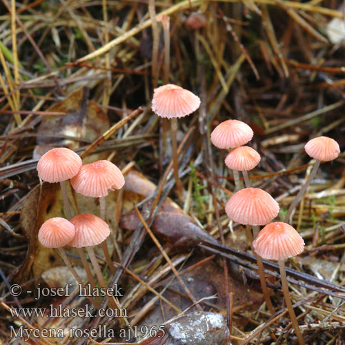 Mycena rosella Rožnata čeladica Ružičasta šljemov