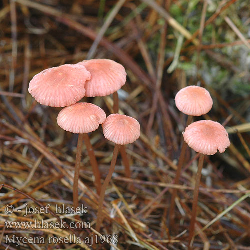 Mycena rosella Prilbička ružová Rosehette