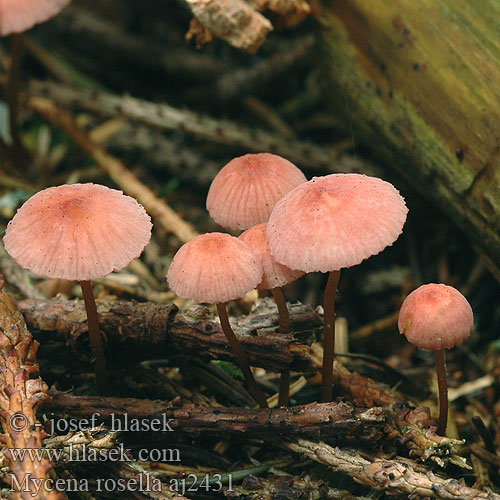 Mycena rosella aj2431