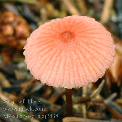 Mycena rosella aj2438