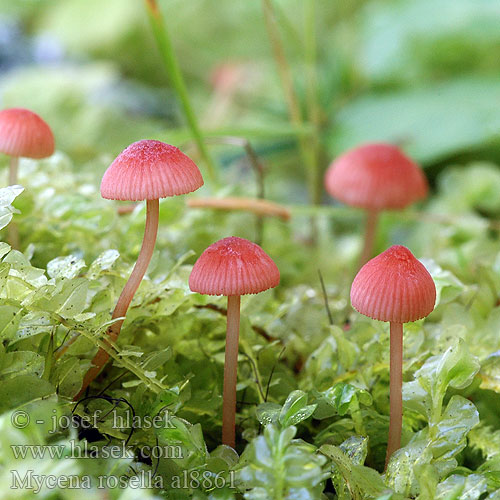 Mycena rosella al8861