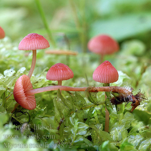 Mycena rosella al8872