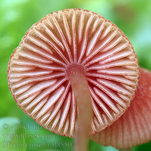 Rosaschneidiger Helmling Rosa Grzybówka różowawa Mycena rosella