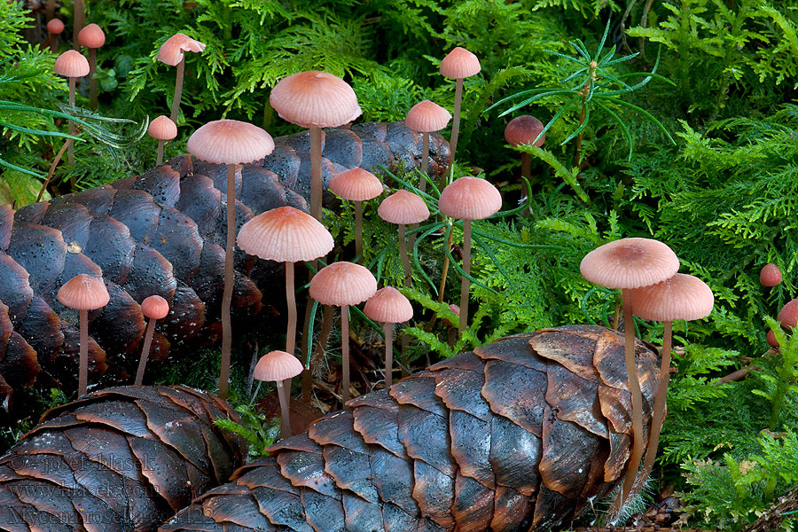 Helmovka růžová Mycena rosella