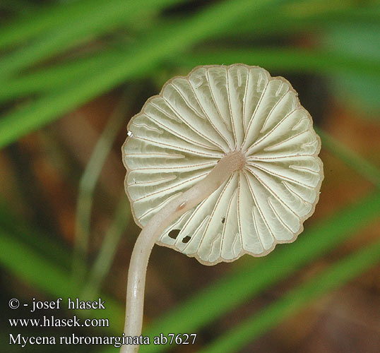 Mycena rubromarginata ab7627