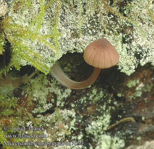 Mycena rubromarginata Mycène arête rouge Punaterähiippo Helmovka červenobřitká Prilbička červenoobrúbená