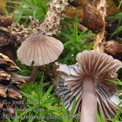 Prilbička červenoobrúbená Mycène arête rouge Punaterähiippo Mycena rubromarginata Helmovka červenobřitká