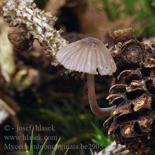 Mycena rubromarginata Helmovka červenobřitká Prilbička červenoobrúbená Mycène arête rouge Punaterähiippo