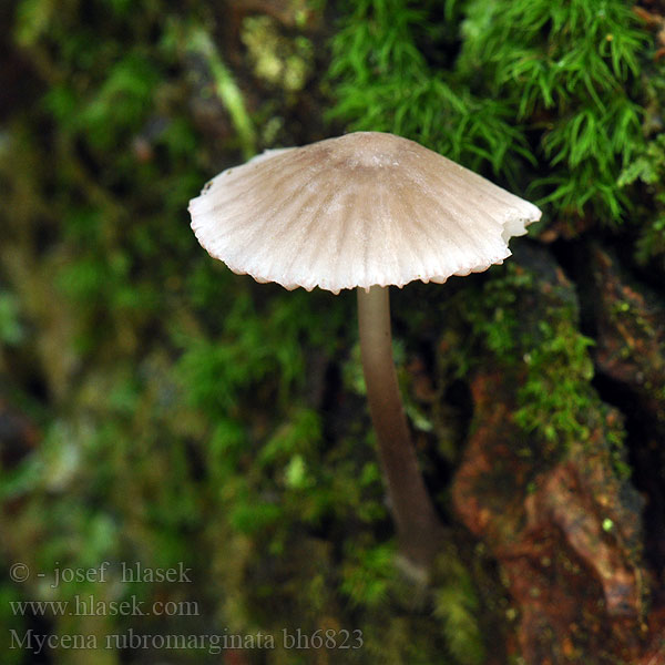 Helmovka červenobřitká Prilbička červenoobrúbená Mycène arête rouge Punaterähiippo Mycena rubromarginata