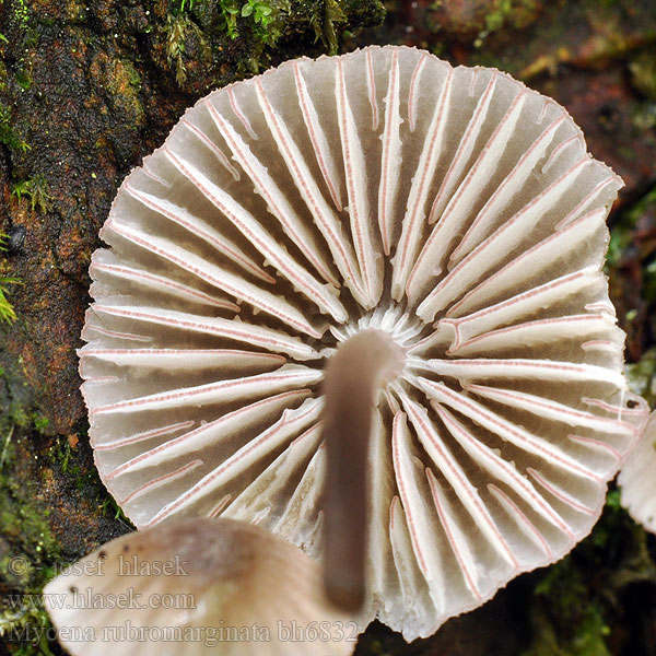 Mycena rubromarginata bh6832