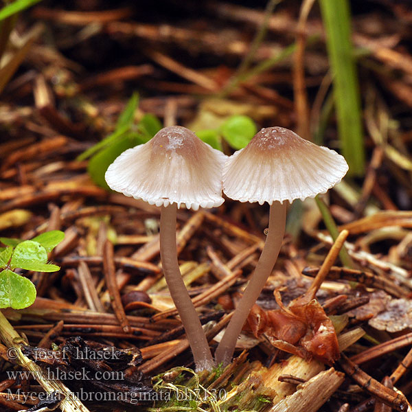 Mycène arête rouge Punaterähiippo Mycena rubromarginata Helmovka červenobřitká Prilbička červenoobrúbená