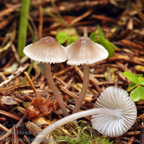 Punaterähiippo Mycena rubromarginata Helmovka červenobřitká Prilbička červenoobrúbená Mycène arête rouge