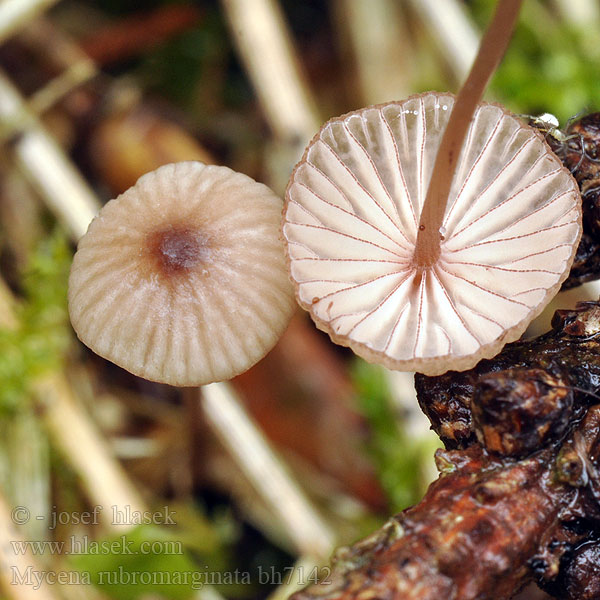 Mycena rubromarginata Punaterähiippo Helmovka červenobřitká Prilbička červenoobrúbená Mycène arête rouge