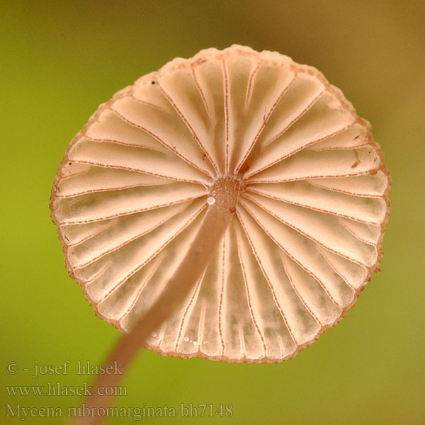 Mycena rubromarginata Prilbička červenoobrúbená Mycène arête rouge Punaterähiippo Helmovka červenobřitká