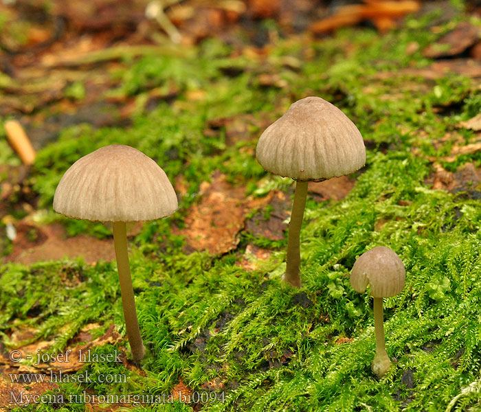 Mycena rubromarginata Mycène arête rouge Punaterähiippo Helmovka červenobřitká Prilbička červenoobrúbená