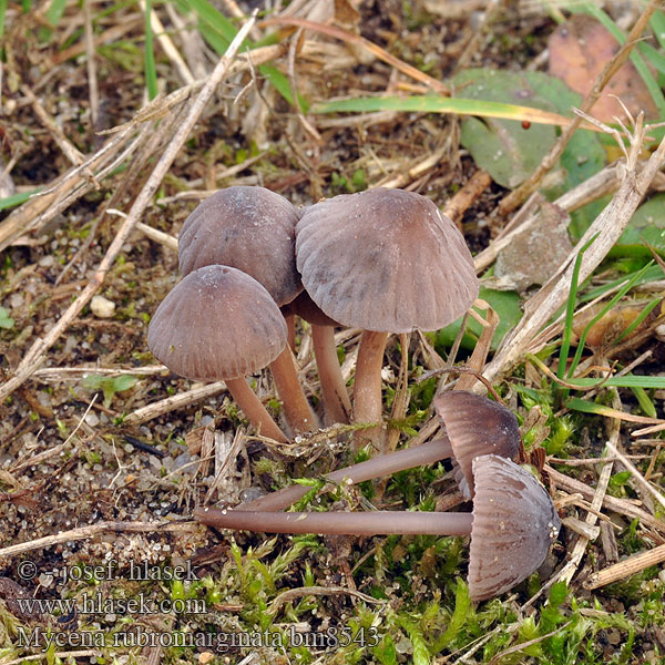 Mycena_rubromarginata_bm8543