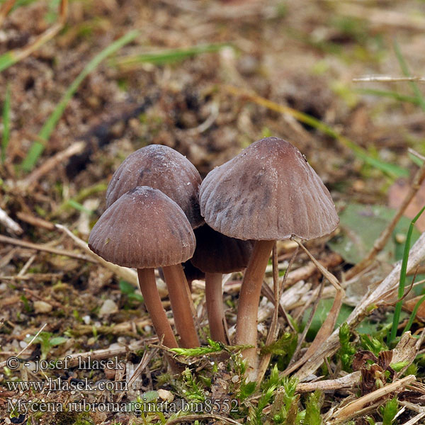 Grzybówka czerwonostrzowa Rødkanthette Rotschneidige Helmling Roodsnedemycena Rødægget Huesvamp Mycena rubromarginata Helmovka červenobřitká Prilbička červenoobrúbená Mycène arête rouge Punaterähiippo Мицена красно-краевая Red edge bonnet Rödeggad hätta Rjavoroba čeladica