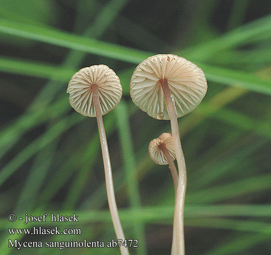 Mycena sanguinolenta ab7472