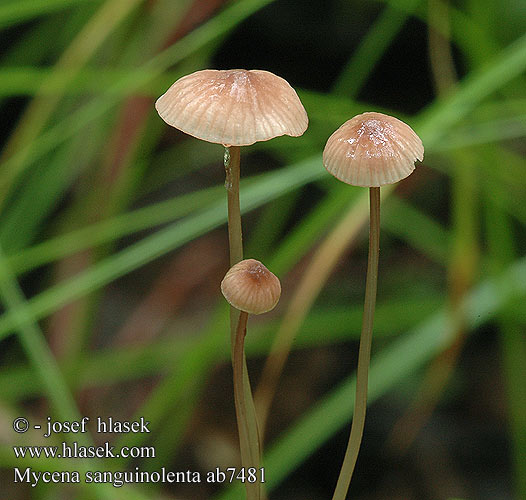 Mycena sanguinolenta Purpurschneidiger Blut-Helmling Bluthelmling