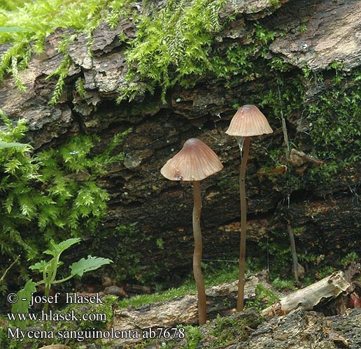 Mycena sanguinolenta Mycène sanguinolente Rødmælket huesvamp