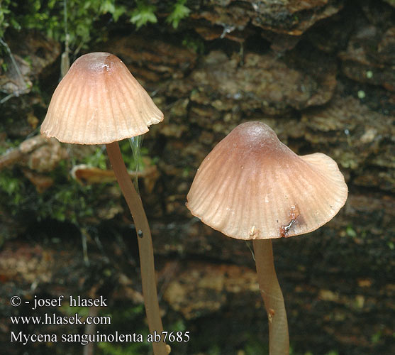 Mycena sanguinolenta ヒメチシオタケ（ Kantblodhette Mörkeggad blodhätta