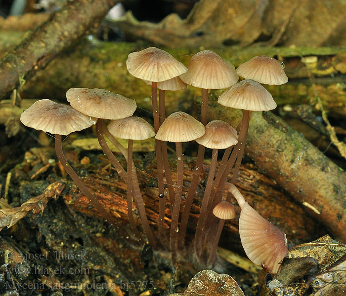 Mycena_sanguinolenta_br5775