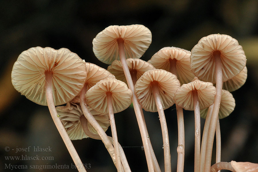 Mycena sanguinolenta Helmovka krvavá Prilbička