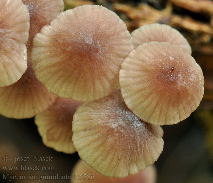 Mycena sanguinolenta Purpurschneidiger Blut-Helmling Bluthelmling