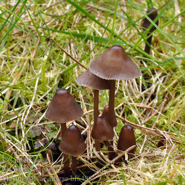 Mycena silvae-nigrae Helmovka smrková Vårluthätta