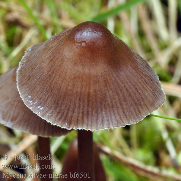 Mycena silvae-nigrae bf6501