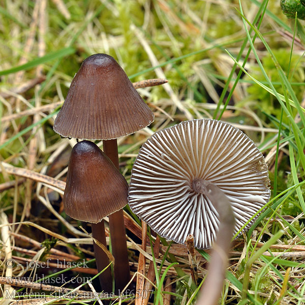 Mycena silvae-nigrae bf6507