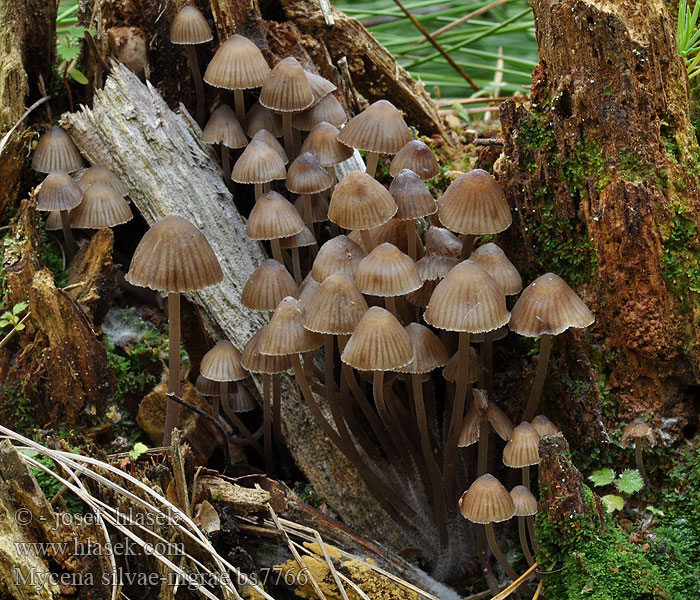 Mycena silvae-nigrae Helmovka smrková