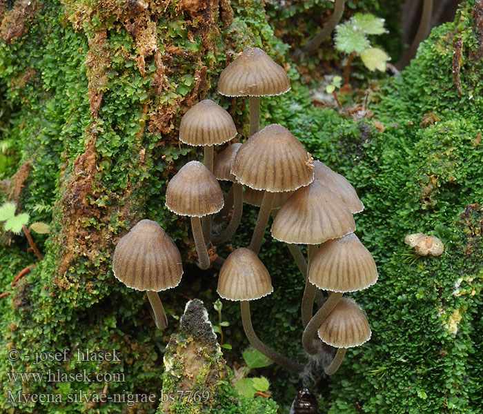 Mycena silvae-nigrae Vårluthätta