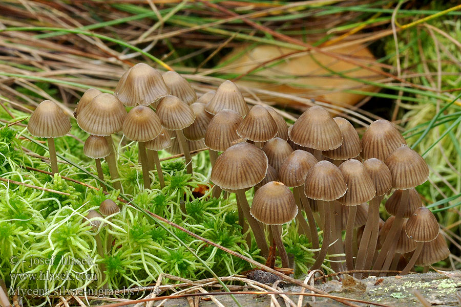 Mycena silvae-nigrae Мицена Черного Леса