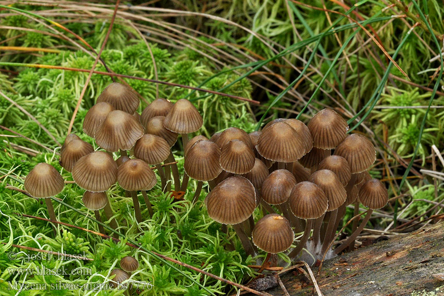 Mycena silvae-nigrae Prilbička smreková