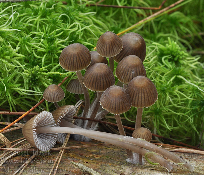 Mycena silvae-nigrae Zweisporiger Nitrathelmling Nitrat Helmling