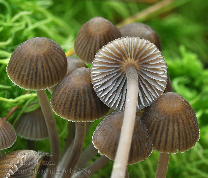 Mycena silvae-nigrae Tweesporige chloormycena