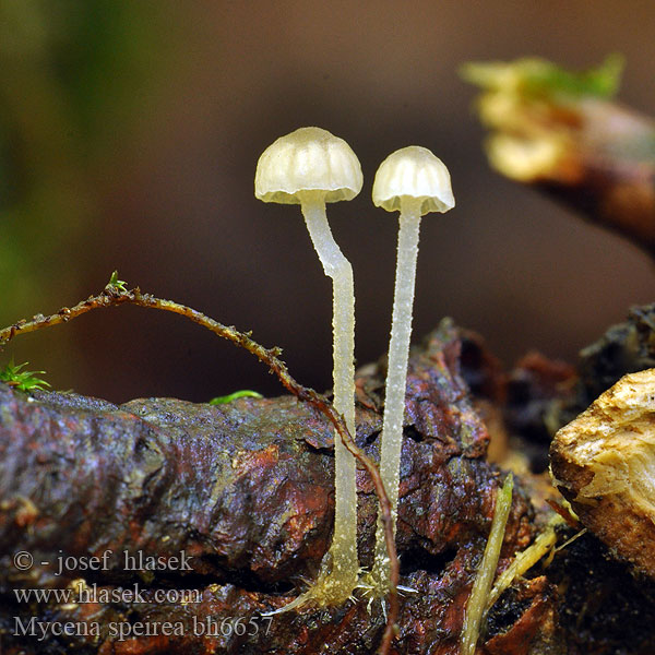 Mycena speirea Bark Bonnet Helmovka tenkonohá Kvist-Huesvamp